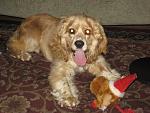 Click image for larger version.&nbsp;

Name:	Sammy for facebook.jpg&nbsp;
Views:	580&nbsp;
Size:	93.0 KB&nbsp;
ID:	10108