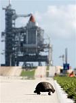 Click image for larger version.&nbsp;

Name:	2006_07_03t112321_337x450_us_space_shuttle.jpg&nbsp;
Views:	892&nbsp;
Size:	51.1 KB&nbsp;
ID:	1016