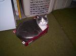 Click image for larger version.&nbsp;

Name:	Ms. Kitty.jpg&nbsp;
Views:	334&nbsp;
Size:	35.1 KB&nbsp;
ID:	10285