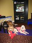 Click image for larger version.&nbsp;

Name:	dogs on mat small.jpg&nbsp;
Views:	466&nbsp;
Size:	56.1 KB&nbsp;
ID:	10557