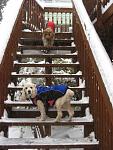 Click image for larger version.&nbsp;

Name:	dogs in snow on steps small.jpg&nbsp;
Views:	528&nbsp;
Size:	63.3 KB&nbsp;
ID:	10563
