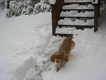 Click image for larger version.&nbsp;

Name:	action sammy small.jpg&nbsp;
Views:	572&nbsp;
Size:	38.0 KB&nbsp;
ID:	10570
