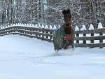 Click image for larger version.&nbsp;

Name:	TatSnowFence.jpg&nbsp;
Views:	590&nbsp;
Size:	51.8 KB&nbsp;
ID:	10581