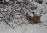 Click image for larger version.&nbsp;

Name:	sammy with tree in snow small.jpg&nbsp;
Views:	451&nbsp;
Size:	23.7 KB&nbsp;
ID:	10767