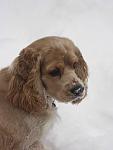 Click image for larger version.&nbsp;

Name:	sammy profile in snow small.jpg&nbsp;
Views:	455&nbsp;
Size:	15.5 KB&nbsp;
ID:	10768
