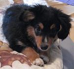 Click image for larger version.&nbsp;

Name:	Silas takes a pose, 04_04_10.jpg&nbsp;
Views:	507&nbsp;
Size:	60.0 KB&nbsp;
ID:	11030