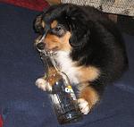 Click image for larger version.&nbsp;

Name:	Silas needs a fresh one, 04_04_10.jpg&nbsp;
Views:	519&nbsp;
Size:	62.9 KB&nbsp;
ID:	11031