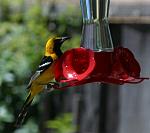 Click image for larger version.&nbsp;

Name:	oriole.jpg&nbsp;
Views:	960&nbsp;
Size:	20.4 KB&nbsp;
ID:	1118
