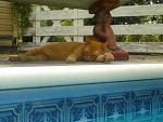 Click image for larger version.&nbsp;

Name:	winniepool.jpg&nbsp;
Views:	609&nbsp;
Size:	60.4 KB&nbsp;
ID:	11601