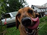 Click image for larger version.&nbsp;

Name:	Dog Tongue.jpg&nbsp;
Views:	599&nbsp;
Size:	83.8 KB&nbsp;
ID:	11808