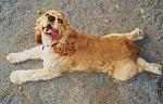 Click image for larger version.&nbsp;

Name:	Sammy at dog park small.jpg&nbsp;
Views:	176&nbsp;
Size:	59.0 KB&nbsp;
ID:	11953