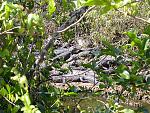 Click image for larger version.&nbsp;

Name:	alligator2.jpg&nbsp;
Views:	248&nbsp;
Size:	163.0 KB&nbsp;
ID:	12045