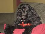 Click image for larger version.&nbsp;

Name:	belle small.jpg&nbsp;
Views:	436&nbsp;
Size:	21.9 KB&nbsp;
ID:	12166