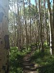 Click image for larger version.&nbsp;

Name:	singletrack aspens.jpg&nbsp;
Views:	299&nbsp;
Size:	94.0 KB&nbsp;
ID:	12242