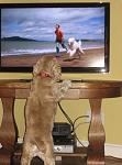 Click image for larger version.&nbsp;

Name:	sam with tv small.JPG&nbsp;
Views:	393&nbsp;
Size:	131.7 KB&nbsp;
ID:	12672