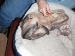 Click image for larger version.&nbsp;

Name:	lucabellybrush.jpg&nbsp;
Views:	845&nbsp;
Size:	63.7 KB&nbsp;
ID:	13183