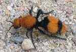 Click image for larger version.&nbsp;

Name:	VelvetAnt1BIG.jpg&nbsp;
Views:	191&nbsp;
Size:	29.8 KB&nbsp;
ID:	1325