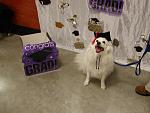 Click image for larger version.&nbsp;

Name:	Abby's Obedience Graduation 120811 004.jpg&nbsp;
Views:	495&nbsp;
Size:	56.7 KB&nbsp;
ID:	14237
