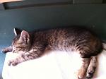 Click image for larger version. 

Name:	kitten 1.jpg 
Views:	203 
Size:	49.6 KB 
ID:	14719