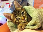 Click image for larger version. 

Name:	kitten 2.jpg 
Views:	210 
Size:	83.0 KB 
ID:	14720