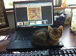 Click image for larger version. 

Name:	kitten 3.JPG 
Views:	220 
Size:	136.4 KB 
ID:	14721