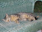Click image for larger version. 

Name:	Cat, Sorrento.jpg 
Views:	2067 
Size:	99.1 KB 
ID:	1491