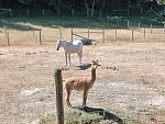 Click image for larger version.&nbsp;

Name:	horse&alpaca.jpg&nbsp;
Views:	217&nbsp;
Size:	109.0 KB&nbsp;
ID:	14967