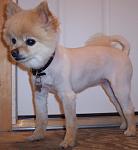 Click image for larger version.&nbsp;

Name:	Jada's lion cut 002.jpg&nbsp;
Views:	402&nbsp;
Size:	46.6 KB&nbsp;
ID:	15316