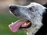 Click image for larger version.&nbsp;

Name:	Asta March 2011.jpg&nbsp;
Views:	758&nbsp;
Size:	93.3 KB&nbsp;
ID:	15366