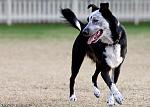 Click image for larger version.&nbsp;

Name:	2010 11-12 Asta at dog park-9.jpg&nbsp;
Views:	789&nbsp;
Size:	51.7 KB&nbsp;
ID:	15367