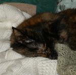Click image for larger version.&nbsp;

Name:	P9290004.jpg&nbsp;
Views:	691&nbsp;
Size:	74.1 KB&nbsp;
ID:	15411