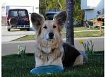 Click image for larger version.&nbsp;

Name:	Pogo frisbee.jpg&nbsp;
Views:	673&nbsp;
Size:	29.7 KB&nbsp;
ID:	15501