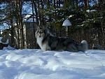 Click image for larger version.&nbsp;

Name:	caseysnow.jpg&nbsp;
Views:	723&nbsp;
Size:	58.9 KB&nbsp;
ID:	15503