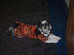 Click image for larger version.&nbsp;

Name:	DSCN1916.jpg&nbsp;
Views:	255&nbsp;
Size:	28.9 KB&nbsp;
ID:	15613