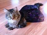 Click image for larger version.&nbsp;

Name:	skunk in costume.JPG&nbsp;
Views:	266&nbsp;
Size:	140.2 KB&nbsp;
ID:	15616