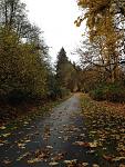 Click image for larger version. 

Name:	Trail Autumn Leaves.jpg 
Views:	508 
Size:	110.6 KB 
ID:	15630