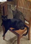 Click image for larger version.&nbsp;

Name:	Paris-Zoe-chair.jpg&nbsp;
Views:	541&nbsp;
Size:	57.5 KB&nbsp;
ID:	15956