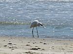 Click image for larger version. 

Name:	egret.jpg 
Views:	352 
Size:	112.4 KB 
ID:	16658
