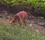 Click image for larger version. 

Name:	cutedogperrysville.jpg 
Views:	208 
Size:	71.3 KB 
ID:	16670