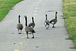 Click image for larger version. 

Name:	geese on ride2.jpg 
Views:	190 
Size:	59.7 KB 
ID:	16685