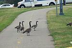 Click image for larger version. 

Name:	geese on ride.jpg 
Views:	172 
Size:	72.7 KB 
ID:	16686