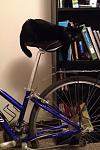 Click image for larger version. 

Name:	catonbike.jpg 
Views:	435 
Size:	23.3 KB 
ID:	16736