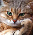 Name:  cat.jpg
Views: 386
Size:  23.1 KB