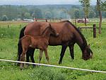 Click image for larger version.&nbsp;

Name:	filly june 2013.jpg&nbsp;
Views:	327&nbsp;
Size:	72.7 KB&nbsp;
ID:	17076