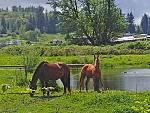 Click image for larger version.&nbsp;

Name:	yearling filly.jpg&nbsp;
Views:	342&nbsp;
Size:	105.1 KB&nbsp;
ID:	17077