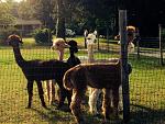 Click image for larger version.&nbsp;

Name:	alpacas.jpg&nbsp;
Views:	216&nbsp;
Size:	91.2 KB&nbsp;
ID:	17091