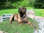 Click image for larger version.&nbsp;

Name:	chill doggie.jpg&nbsp;
Views:	686&nbsp;
Size:	67.7 KB&nbsp;
ID:	17206