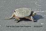 Click image for larger version. 

Name:	IMG_0088 Tortoise.jpg 
Views:	325 
Size:	163.3 KB 
ID:	18034