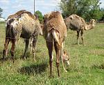 Click image for larger version. 

Name:	Camels_small.jpg 
Views:	489 
Size:	130.7 KB 
ID:	18104