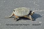 Click image for larger version. 

Name:	Turtle.jpg 
Views:	339 
Size:	50.6 KB 
ID:	18107